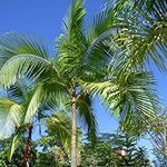 King Palm Seeds (Archontophoenix cu