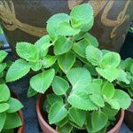 Growing Plants Live Mint Ajwain Karpuravalli Leaves Live Plant with Black Plastic Pot