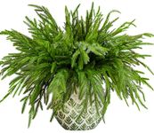 20pcs Christmas Norfolk Pine Branches - Artificial Greenery Pine Branches Garland - Fake Pine Picks for DIY Xmas Garland Wreath Table Fireplace Wall Home Decoration (20pcs)