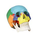 Science Resource E08260 Colored Human Skull | 3 Parts, Life-Size | Contrasting Colors to Distinguish Individual Skull Bones | Removable Skull Cap and Mandible | Includes Key Card