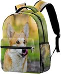 Welsh Corgi Dog Cute Sight Outdoor 