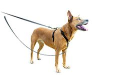 PetSafe Anti-Pull Dog Lead, For Use with PetSafe 3 in 1 Harness, Reflective Nylon, Padded Handle, Converts to 1.2m Single Lead