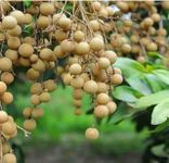 GreenEarth Original Thai Four Season Dragon Eye Longan Plant (GRAFTED) Dimocarpus Longan Live Plant,''Fruit After 1Year" Plant Height 1.5ft - 2ft