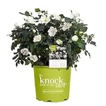 1 Gallon Knockout White Rose Plant