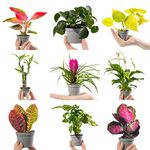 Collection of Small Baby Evergreen Mixed Indoor House Plants Growers Choice (3 Plants)