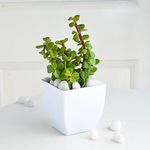 FlowerAura Decorative Air Purifying Jade Live Indoor Plant In White Blossom Pot For Home/Office Decor And Gift For Birthday, Anniversary, Women's Day, Mother's Day, Diwali & Holi