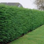 Green Leylandii Hedging Plants 30-50cm Leyland Dense Evergreen Hedge Potted (5 Plants)