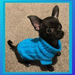 Chihuahua Clothes Puppy Dog Coat Knit Winter Jumper Cosy Teacup Smaller Breeds XXXS Tiny Toy Miniature Dogs (XXXS, OCEAN BLUE)