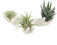 Air Plants For Bathroom