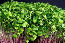 BOSI Leaf Pink Radish Microgreen Seeds 900g Natural & Untreated Best Germination for Microgreens and Sprouts