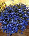 1000+ Blue Creeping Thyme Seeds for