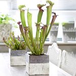 Sarracenia Smoorii - Trumpet Pitcher Plant | Colourful Indoor Fly Trap Plants