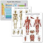 Palace Learning 3 Pack - Periodic Table of the Elements Poster [Grey] + Muscular & Skeletal System Anatomy Charts (LAMINATED, 18" x 24")