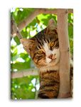 Canvas Print (40x60cm): Cat on tree cute cat baby cat pictures