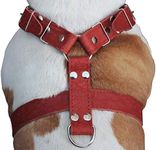 Red Genuine Leather Dog Harness Large to Xlarge. 33-37 Chest 1.5 Wide Straps Rottweiler Mastiff