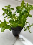 Bacopa Caroliniana Live Aquarium Plant (Emersed Pot)