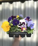 20 Pack Pansies | 20 Plants | Yorkshire Grown | Bedding Plants Plant Out Now