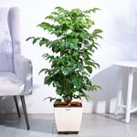 Ugaoo The China Doll Natural Live Indoor Plant with Pot - Extra Large