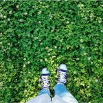 Ground Cover Perennials