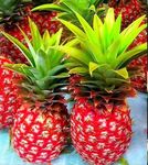 RED PINEAPPLE FRUIT PLANT HYBRID