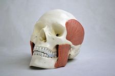 Wellden Medical Anatomical Skull Model with 8 Masticatory Muscles