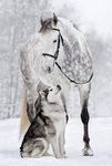 1000 Piece Adult Jigsaw Puzzle Featuring Majestic White Horse and Wolf - Fun and Educational Game for Teens and Adults