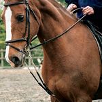 Shires Nylon Harbridge Training Aid: Black: Full