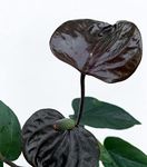 LITTLE JUNGLE Anthurium Chocolate with Flowers - Healthy Live Plant with Pot, Air Purifying Plant, Indoor Plants for Living Room, Gifting, Bedroom, Kitchen, Garden, Balcony, Home Décor & Office Desk