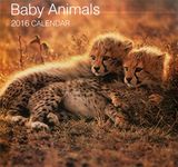 2016 Calendars Animal