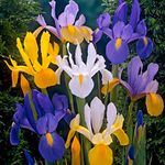 50 x Iris Hollandica Mixed – Lovely Dutch Irises – Big, Beautiful Violet Blooms – Blend of Bold Colours – Perennial – for Your Beautiful Garden