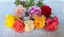 Soljardin Sunshine Gardens Table rose Mixed Colors 10-12 colors Multi Petal Portulaca Moss rose Grandiflora Tiara Mossrose Plant Live Stem Cuttings Unrooted -Pack of 15 Stems