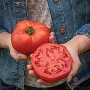 PREMIER SEEDS DIRECT - Tomato - Burlesque - 15 Seeds (Blight Resistant)