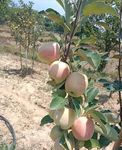 Live Fruit Plant for Hot Climate Supporting All India Weather Grafted Tree from Shimla-Himachal Healthy and Delicious Fruit Plant Pack of 1 Anna & Hrmn 99 Apple Tree