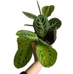 4" Maranta Lemon Lime, Prayer Plant, Real Plant, Live Plant, Office Plant, Good for Decor, Ideal Gift for All ocassions, Home Decor