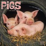 Pigs Calendar - 2016 Wall calendars - Animal Calendar - Monthly Wall Calendar by Avonside