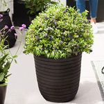 Potted Hardy Garden Plant Blueberry