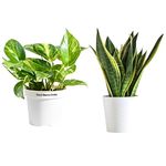 Plant Guru Indoor Plants