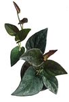 The Four Seasons Syngonium Erythrophyllum Black | Air Purifying | Natural Live Plant in Pot