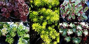 20 Mixed Sedum Plants in 9cm POTS - Alpine Plant Collection for Rockeries, Groundcover, Green Roof and Garden