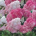 Hydrangea Potted Plant Flowers Outdoor Shrub for Patios, White Vanille Fraise Easy to Grow, 1 x 8cm Pot by Thompson & Morgan