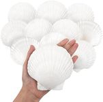 10PCS Large Natural Scallop Shells, 4''-5'' Large Shell for Crafts, DIY Painting, Baking and Beach Wedding Decorations - Large White Seashells Bulk for Ocean Themed Parties and Home Decor