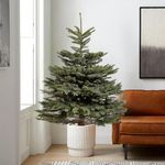 Carbeth Plants - Real 4ft Christmas Tree Noble Fir - Pot Grown Christmas Tree - Fresh Live Potted Christmas Tree - Xmas Indoor Outdoor Tree in Pot (2nd Delivery Week : 28th Nov - 4th Dec, 4ft (120cm))