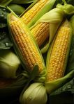 Gebdinsh Garden® Imported Yellow Sweet Corn Vegetables Seeds For Kitchen Gardening (Pack Of 100 Seeds)