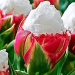 5 x Tulipa Double Late Ice Cream – Spring Flowering Tulip Bulbs - Fluffy Double Blooms - Really Does Look Like Its Name - Vanilla Ice Cream - for Your Beautiful Garden