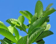 Seelans Superstore, Fresh Guava Leaves, Fresh Leaf, Guava Detox (20g)