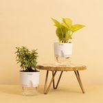 KYARI Combo of Golden Money Pothos, Good Luck Jade Live Indoor Plant with White Self-Watering Pot, Best for Living Room, Kitchen, Bedroom, & Office Table (Set of 2)