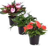 Live New Guinea Impatiens Plant - A