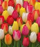 Triumph Tulips Bulbs - 100 Mixed - Create a Stunning Spring Display - The Great British Bulb Company