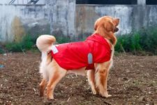 Lana Paws Red Dog Raincoat for Medium Dogs, Beagles, Spitz, Indies, Cocker Spaniels & Similar