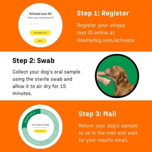 DNA My Dog Breed Identification Test – At-Home Canine DNA Kit